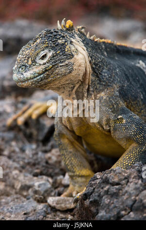 L'iguana di terra seduta sulle rocce. Le isole Galapagos. Oceano Pacifico. Ecuador. Foto Stock