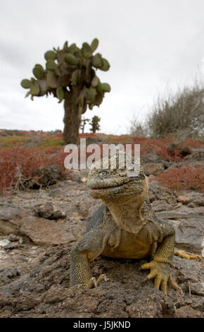 L'iguana di terra seduta sulle rocce. Le isole Galapagos. Oceano Pacifico. Ecuador. Foto Stock