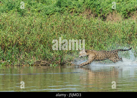 Jaguar maschio (Panthera onca) in esecuzione e caccia, Cuiaba river, Pantanal, Mato Grosso, Brasile Foto Stock