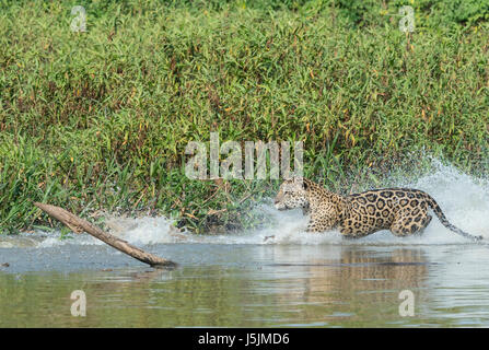 Jaguar maschio (Panthera onca) in esecuzione e caccia, Cuiaba river, Pantanal, Mato Grosso, Brasile Foto Stock