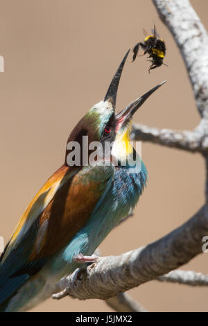 Unione Gruccione (Meriops apiaster) portando cibo ai pulcini di nidificazione. Foto Stock