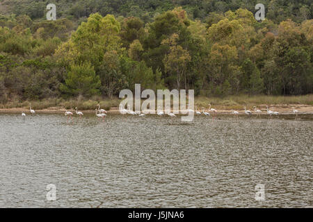 I fenicotteri in un lago Foto Stock