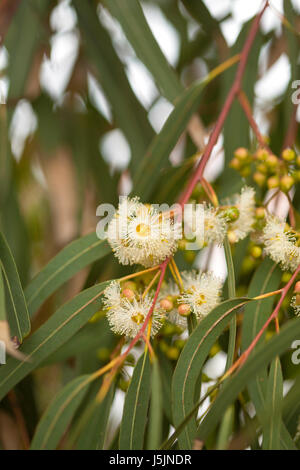 Fioritura Eucalyptus camaldulensis naturale sfondo floreale Foto Stock