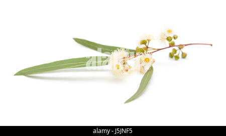 Fioritura Eucalyptus camaldulensis isolati su sfondo bianco Foto Stock