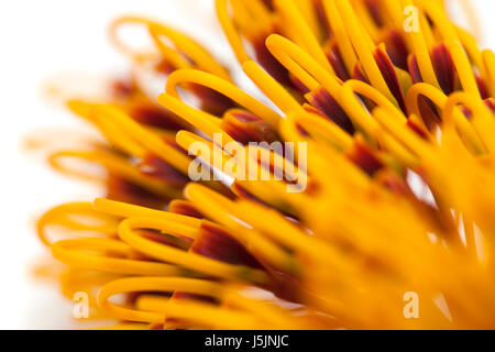 Fiori di Robusta di Grevillea, isolato su bianco Foto Stock