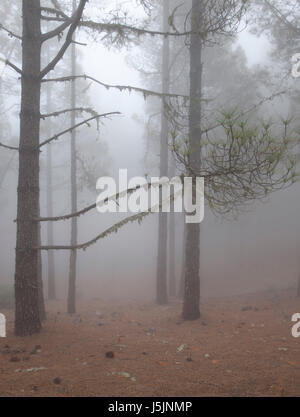 Gran Canaria in maggio, sentiero escursionistico nella foresta di pini, nebbioso giorno Foto Stock