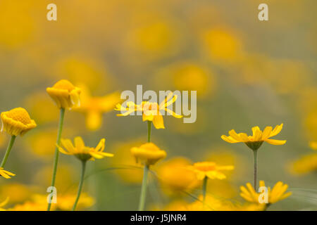 Close up fiore giallo con sfocatura sullo sfondo Foto Stock