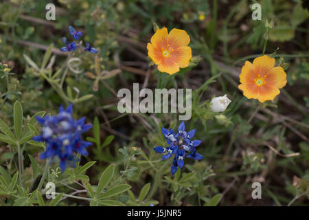 Vista dall'alto di quattro tipici fiori selvatici in Texas Foto Stock