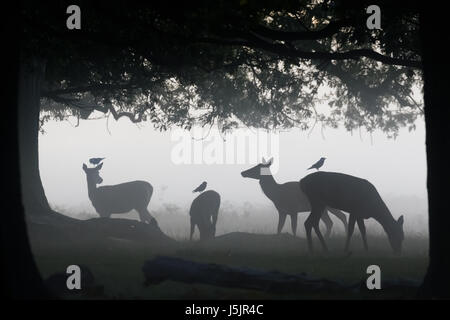 Silhouette di Cervo (Cervus elaphus) cerve o femmine di alimentazione al pascolo o navigazione in boschi bosco con Taccola corvid uccelli li grooming Foto Stock