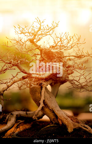 Bellissimo albero di bonsai fotografato in stretta fino Foto Stock