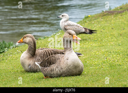 Primo piano di coppia di oche grigiollag, Anser anser, che riposano sulla riva erbosa del fiume, fiume Esk, Musselburgh, East Lothian, Scozia, Regno Unito Foto Stock