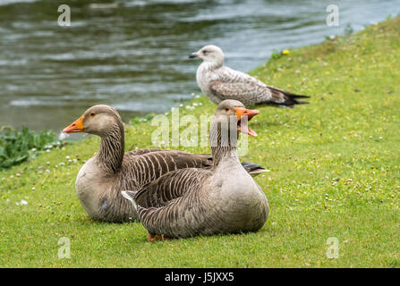 Primo piano di coppia di oche grigiollag, Anser anser, che riposano sulla riva erbosa del fiume, fiume Esk, Musselburgh, East Lothian, Scozia, Regno Unito Foto Stock