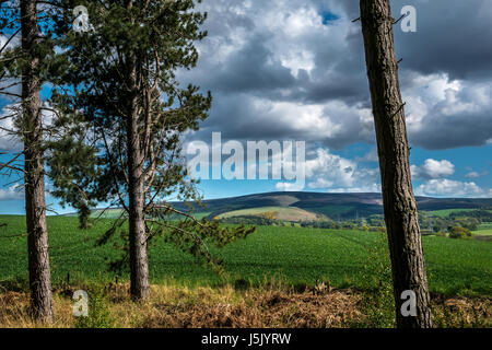 Struttura vista incorniciata su tutto il campo con piante coltivate agricole guardando verso Lammermuir Hills, East Lothian, Scozia, Regno Unito Foto Stock