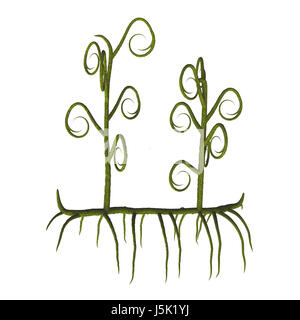 Asteroxylon sp impianti - Asteroxylon era uno dei primissimi lycopods e vissuto nel Devoniano ai primi periodi carbonifero. Foto Stock