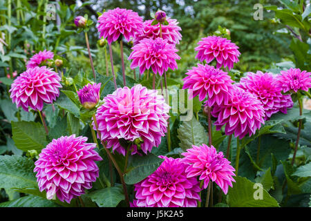 Dahlia in Butchart Gardens a Victoria, British Columbia, Canada Foto Stock