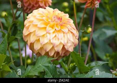 Dahlia in Butchart Gardens in Victoria British Columbia. Foto Stock