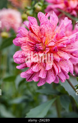 Dahlia in Butchart Gardens in Victoria British Columbia. Foto Stock