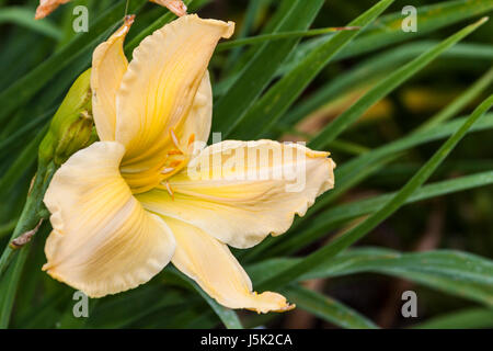 Daylily, Hemerocallis "indimenticabile", presso Mercer Arboretum e Giardini Botanici in primavera, TX. Foto Stock