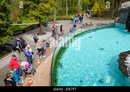 I pinguini Humboldt (Spheniscus Humboldti) (anche denominato cileno, dei Pinguini Pinguini peruviano, o patranca) in Cracovia Parco Zoo, Polonia Foto Stock