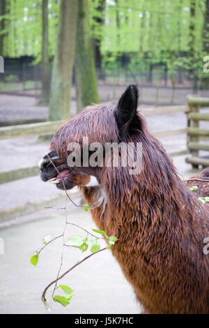 Lama pacos noto come Alpaca (Vicugna pacos) in Cracovia Zoological Park, Polonia Foto Stock