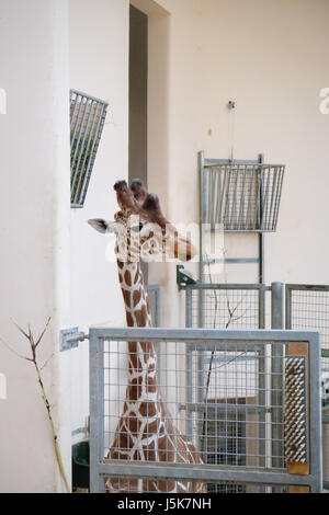 La giraffa settentrionale (Giraffa camelopardalis) noto come tre-cornuto giraffe Foto Stock