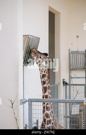 La giraffa settentrionale (Giraffa camelopardalis) noto come tre-cornuto giraffe Foto Stock