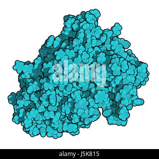 La beta-secretasi 1 (cui BACE1, aspartil proteasi dominio). Cui BACE inibitori sono studiati come una terapia per il morbo di Alzheimer. Il rendering 3D. Foto Stock