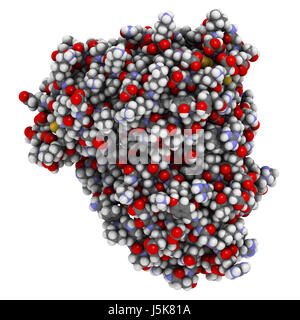 La beta-secretasi 1 (cui BACE1, aspartil proteasi dominio). Cui BACE inibitori sono studiati come una terapia per il morbo di Alzheimer. Il rendering 3D. Foto Stock