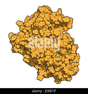 La beta-secretasi 1 (cui BACE1, aspartil proteasi dominio). Cui BACE inibitori sono studiati come una terapia per il morbo di Alzheimer. Il rendering 3D. Foto Stock