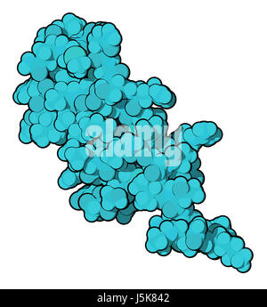 B-la maturazione della cellula (antigene BCMA, dominio extracellulare della proteina). 3D rendering basato su Protein Data Bank entry 2kn1. Foto Stock