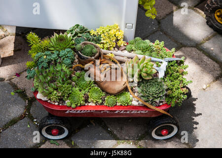 Piantatrice di carri rossi riciclati di piante succulente e una scarpa da bambino, Lancaster County, Pennsylvania, immagini PA, America, ciclo di vita fata giardino, cactus Foto Stock