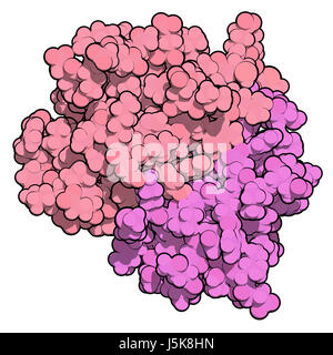 CD3 proteina (epsilon/delta ectodominio dimero). CD3 è presente sulla superficie dei linfociti T e è richiesto per l'attivazione delle cellule T. Il rendering 3D. Foto Stock