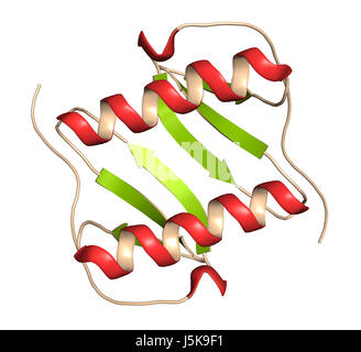 La interleuchina 8 (IL-8) proteina di citochina. IL8 può essere secreto dai macrofagi e un certo numero di altri tipi di cellule. Foto Stock