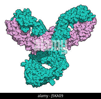 Pembrolizumab anticorpo monoclonale proteina farmaco. Immune inibitore di checkpoint preso di mira PD-1, utilizzato nel trattamento di un certo numero di cancri. Foto Stock