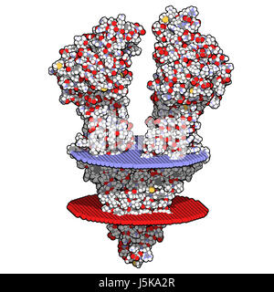 La P-glicoproteina 1 (P-gp) multidrug transporter proteina. Pompa di efflusso che le pompe molti farmaci fuori di celle. Coinvolti nella resistenza multidroga di cancri. Foto Stock