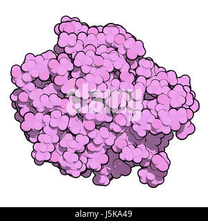 Kra (Kirsten sarcoma di ratto oncogene virale omologo, frammento di proteina). 3D rendering basato su Protein Data Bank entry 4obe. Foto Stock