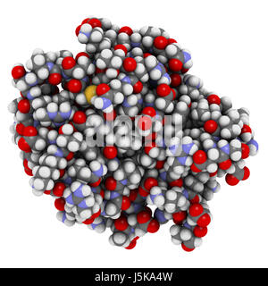 Kra (Kirsten sarcoma di ratto oncogene virale omologo, frammento di proteina). 3D rendering basato su Protein Data Bank entry 4obe. Foto Stock