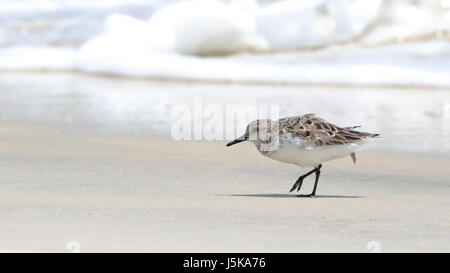 Uno Sanderling camminare vicino a navigare sul Golfo del Messico Foto Stock