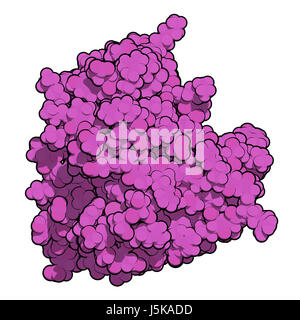 La taumatina edulcorante proteina. Isolato da katemfe frutta. 3D rendering basato su Protein Data Bank entry 5lh7. Atomi come illustrato a colori codificati a sfere. Foto Stock