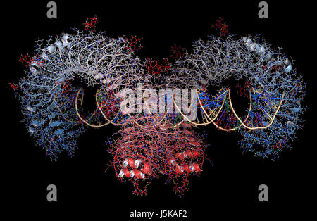 Toll-like receptor 3 (TLR3 murina, ectodominio) proteina, legato a RNA a doppio filamento. Coinvolto nella difesa dell'ospite contro il virus. 3D rendering basato su Foto Stock