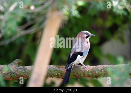 La messa in bandiera di becco wildlife bar cantando-bird bobolinks jay mettere seduta sit becchi Foto Stock