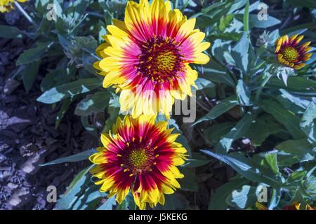 California Blanket Flower (Gaillardia Aristata) Foto Stock