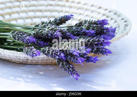 Fresca talee di lavanda in un cesto su sfondo bianco Foto Stock