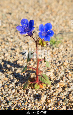 Canterbury bells (Phacelia campanularia) sui pioppi neri americani Canyon Bajada, Joshua Tree National Park, California Foto Stock