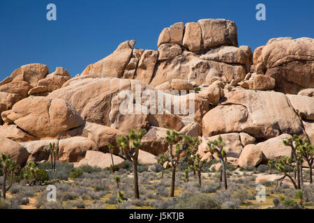 Alberi di Joshua (Yucca brevifolia) con sperone di roccia, Joshua Tree National Park, California Foto Stock