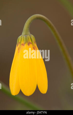 Campana gialla, Colline Beezley preservare, Washington Foto Stock