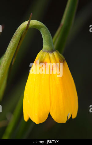 Campana gialla, Colline Beezley preservare, Washington Foto Stock