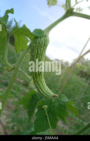 La piantagione cinese gourd Amaro (Balsum pera) fornendo un avvolgimento su un funambolico e sistema di acqua con il tubo sistema di approvvigionamento di acqua nel sole di sera li Foto Stock