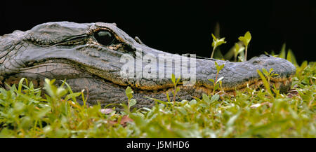 Pericolo palude anfibi e rettili fen alligator mires passione zelo coraggio Foto Stock