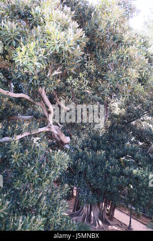 Un banyan, anche ortografato 'banian' è una figura che inizia la sua vita come un epifite. enorme banyan tree in un parco di Ortigia. Foto Stock